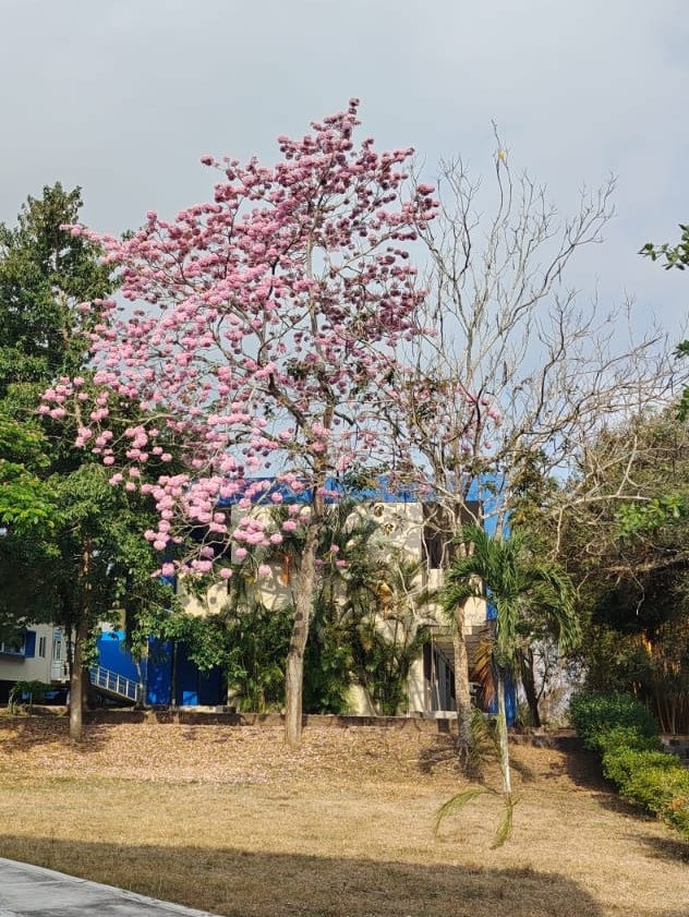 Colpos_Ver's tweet photo. 🌸🌳 ¡Temporada de floración del roble!
Compartimos imágenes captadas por los Dres. Alberto Asiain y José López, que muestran la belleza natural de este proceso en Veracruz.
#Colpos #ColposCampusVeracruz #Biodiversidad #Naturaleza 🌿 https://t.co/f5SVuUHlEL