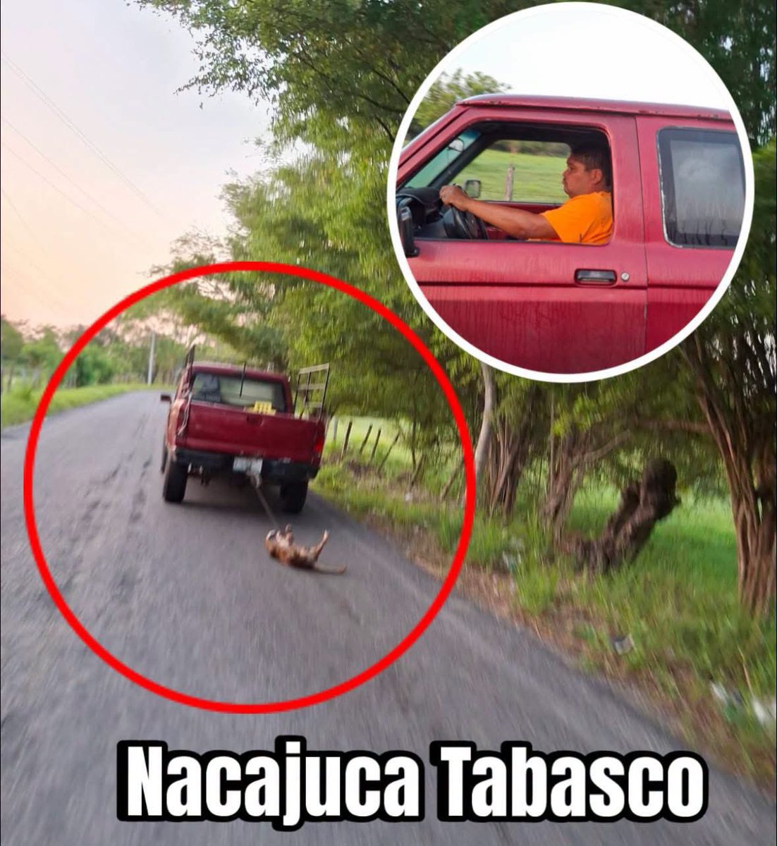 Esto no puede seguir pasando.
Hagámoslo viral y arrobemos a las autoridades @fgetabasco NACAJUCA  es uno de los municipios con mayor índice de maltrato y crueldad animal. 

No es un “accidente”, no es “ignorancia”, es crueldad animal y es un delito. En esta imagen se ve a un