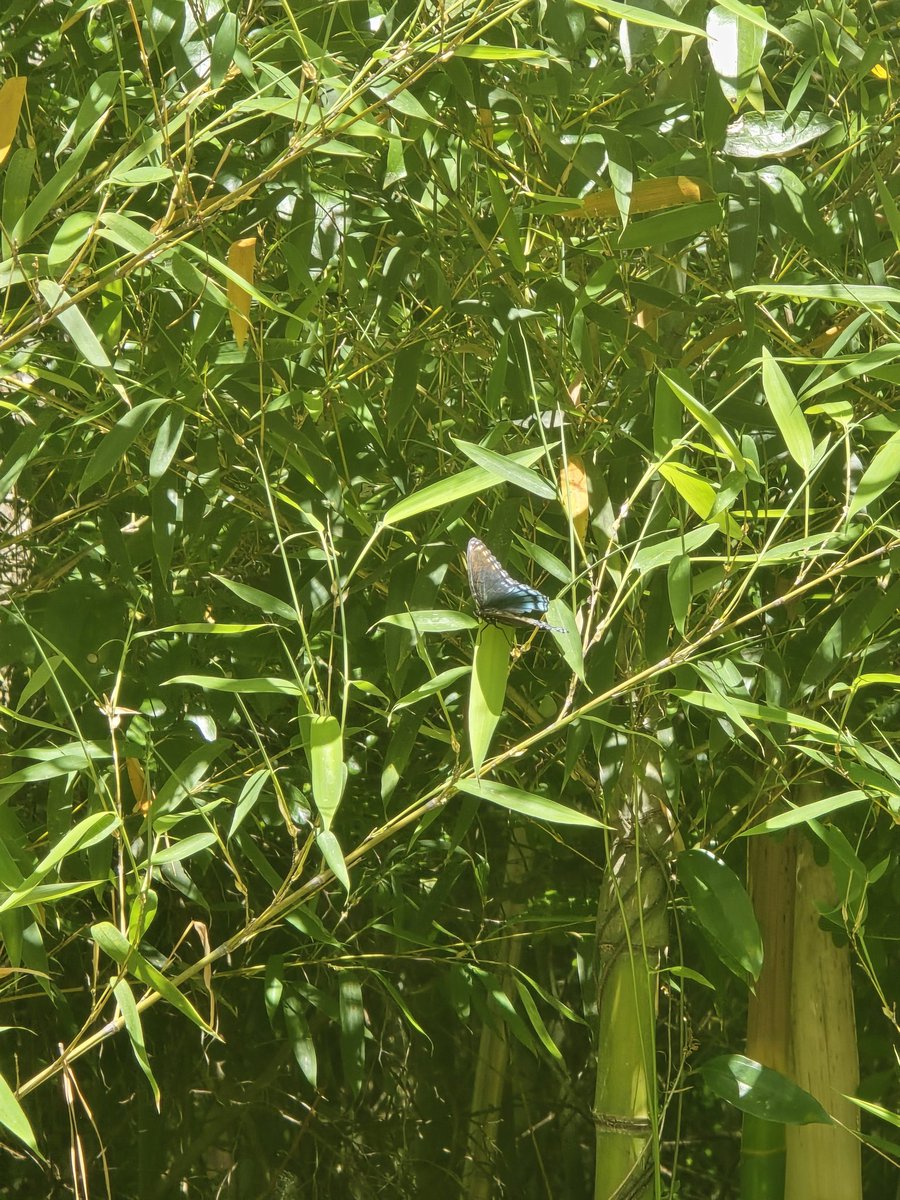 CottonCandyK3's tweet photo. :3 sometimes my yard takes me out of the city and transports me to this serene landscape where the plants life florishes and the animals dont give a fuck xD https://t.co/XxwkSy44MG