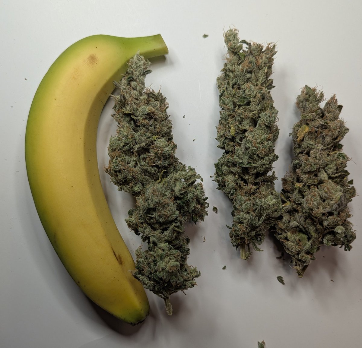 Happy 420!

Here's some Honey Banana x Sour Diesel that I grew. I call it Banana For Scale