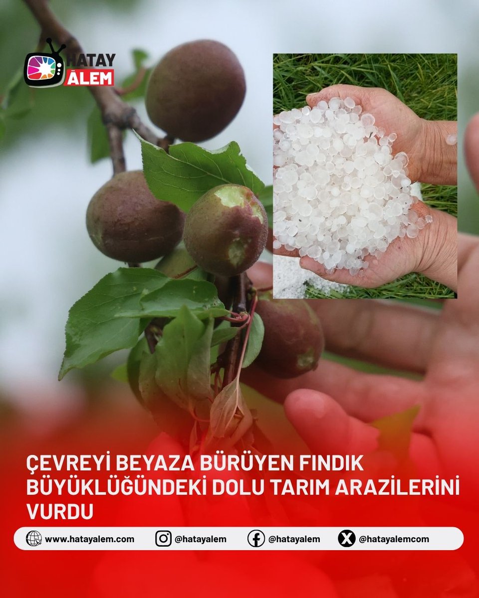 Antakya’ya bağlı bazı mahallelerde fındık büyüklüğünde yağan dolu nedeniyle özellikle kayısı bahçelerinde büyük hasar oluştu. Üreticiler, hasat öncesi meyvelerin yere döküldüğünü ve ciddi kayıp yaşadıklarını ifade etti.