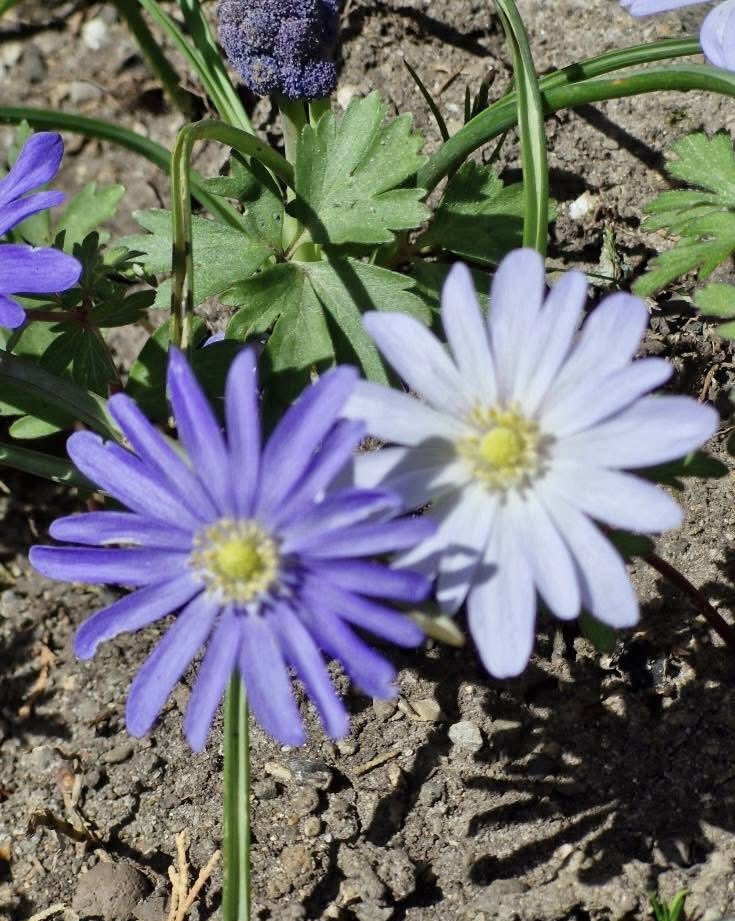 TravelM75875231's tweet image. Just another day surrounded by flowers 🌺  
Mainau is where nature shows off its most beautiful side.

#FloralDreams #NatureEscape #Mainau #Wanderlust #HiddenGem