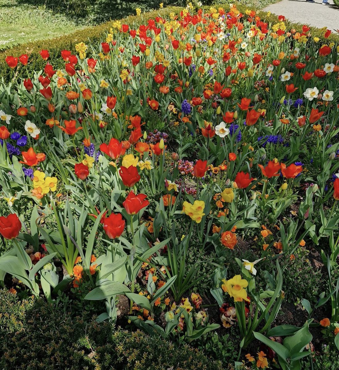 TravelM75875231's tweet image. Just another day surrounded by flowers 🌺  
Mainau is where nature shows off its most beautiful side.

#FloralDreams #NatureEscape #Mainau #Wanderlust #HiddenGem