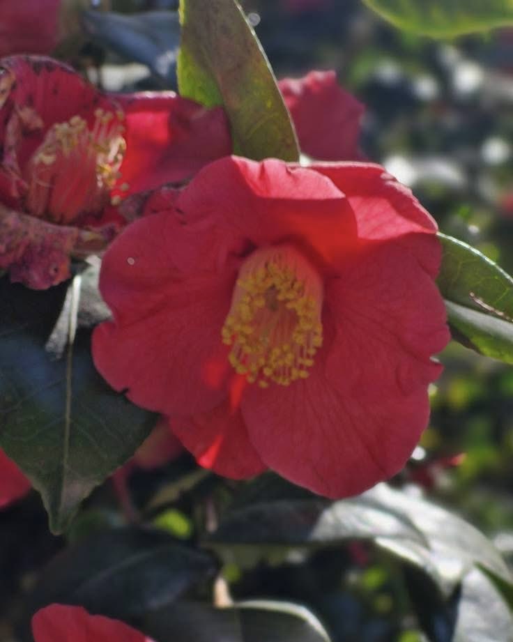 TravelM75875231's tweet image. Just another day surrounded by flowers 🌺  
Mainau is where nature shows off its most beautiful side.

#FloralDreams #NatureEscape #Mainau #Wanderlust #HiddenGem