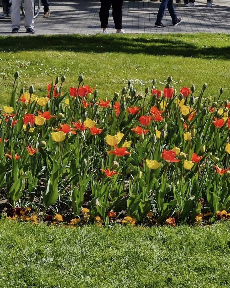 TravelM75875231's tweet image. Just another day surrounded by flowers 🌺  
Mainau is where nature shows off its most beautiful side.

#FloralDreams #NatureEscape #Mainau #Wanderlust #HiddenGem