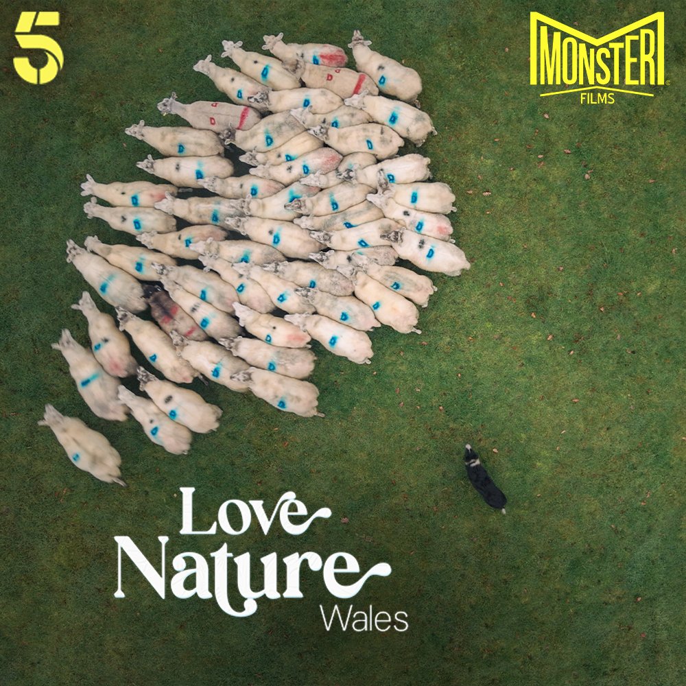 MonsterFilmsUK's tweet image. Ch5’s Love Nature returns to Wales this evening at 6pm, on a farm in mid-Wales we meet Joel, a shepherd and his two highly skilled Border Collies, Nessie and Joe. Their herding instinct to control the flock gives them not just a day’s work, but a day’s play...
#nature #wales #tv