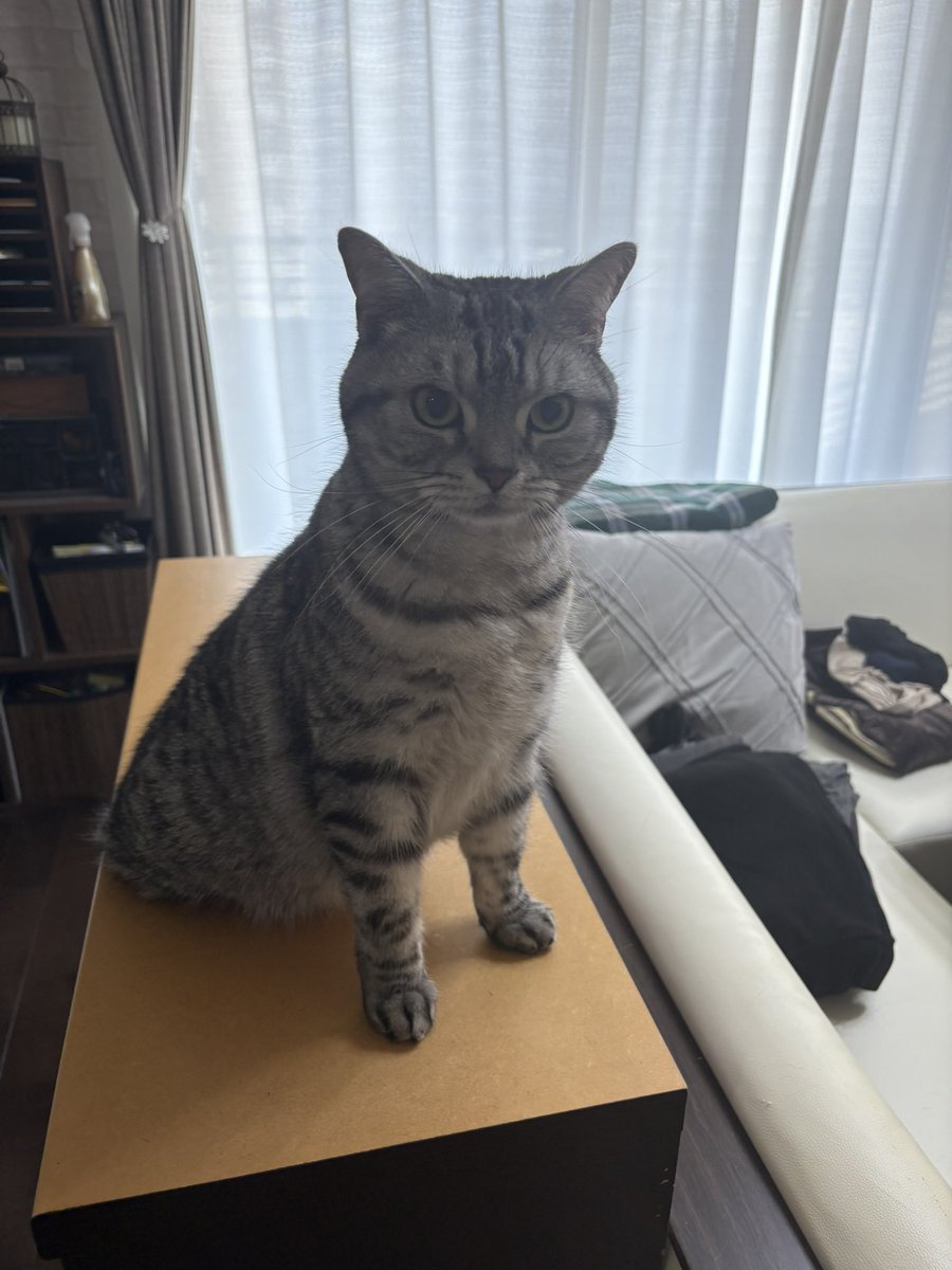 にゃんにゃんまる巡査部長 tweet media