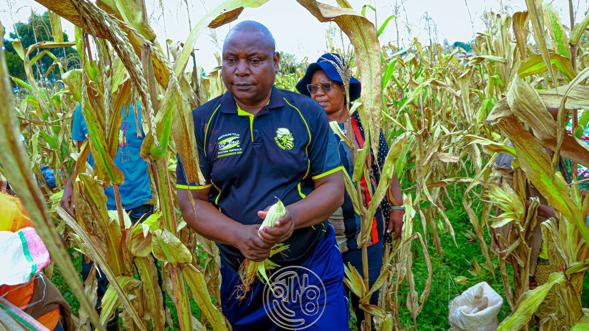 RTNBurundi's tweet photo. Ce samedi 18 avril 2021, la coopérative #VASO de @Gitega a organisé une journée d’activités sur la colline #Mutobo. Entre récolte de maïs, visite des projets d’élevage et distribution de porcs, les membres ont évalué leurs progrès et préparé l’avenir.
Une récolte de maïs encourageante
Les activités ont commencé par la récolte du maïs dans un champ de plus de six hectares situé sur la colline Mutobo, en Commune et @Gitega. Les membres de la coopérative espèrent obtenir environ 18 tonnes de production. Cette récolte est considérée comme satisfaisante, et témoigne des efforts fournis par les membres dans leurs activités agricoles.