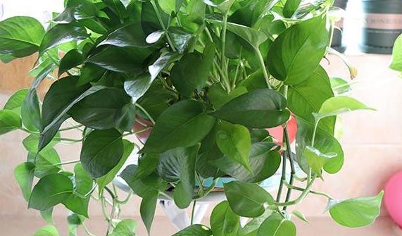 SamAmanda911 tweet media