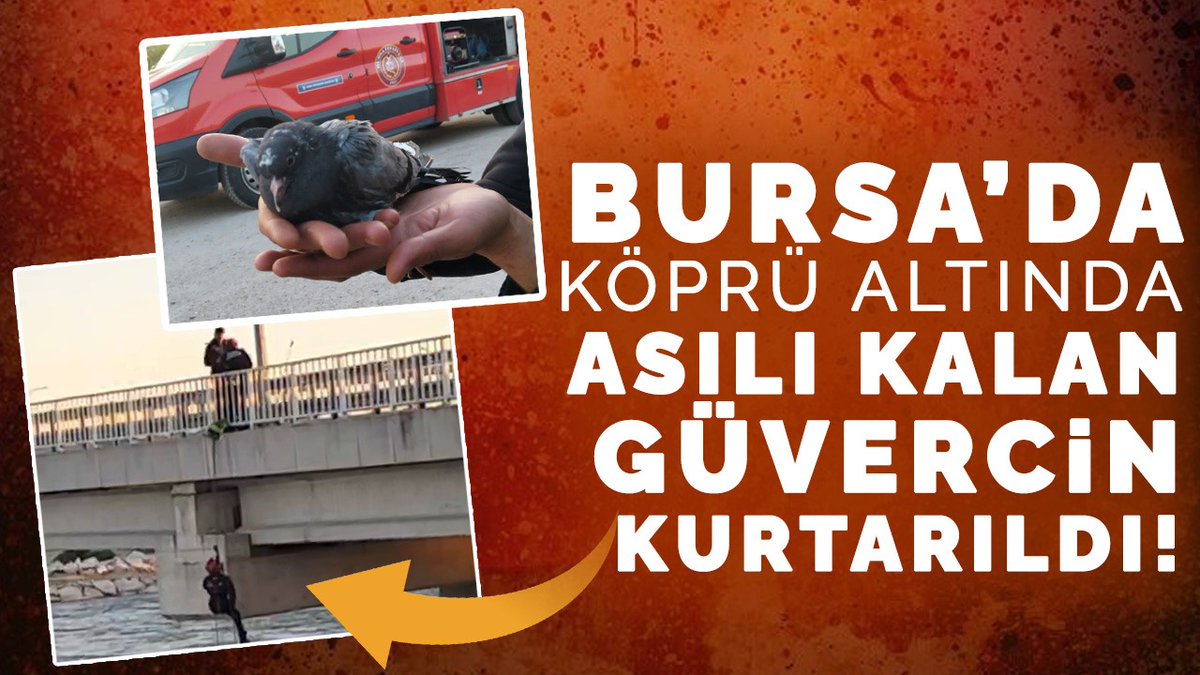baskagazetecom's tweet image. Bursa'da köprü altında asılı kalan güvercin kurtarıldı!

baskagazete.com/haber/bursa-da…

#bursa #karacabey #güvercin