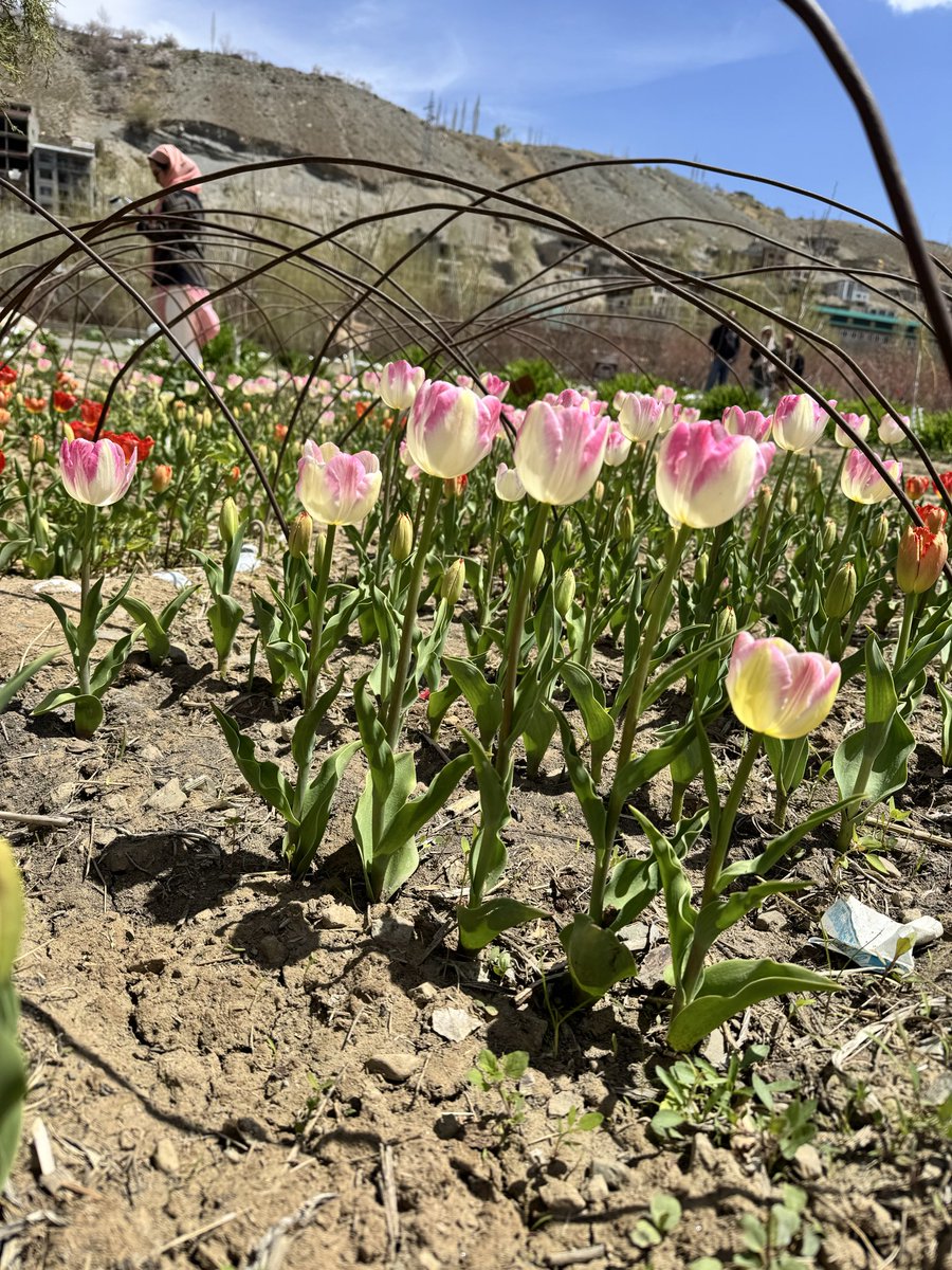🌷Tulip field at School of horticulture science Kargil campus University of Ladakh 🌷