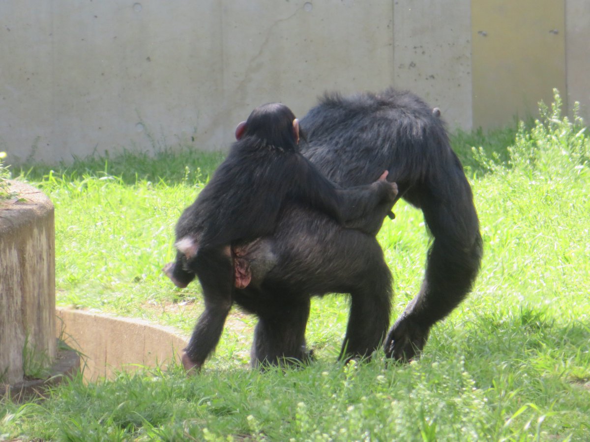 溝上万里央 tweet media