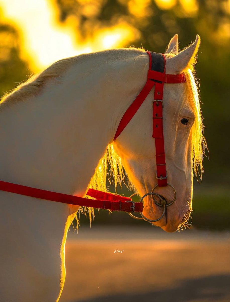 A N I M A L S (@_animals_1) on Twitter photo 