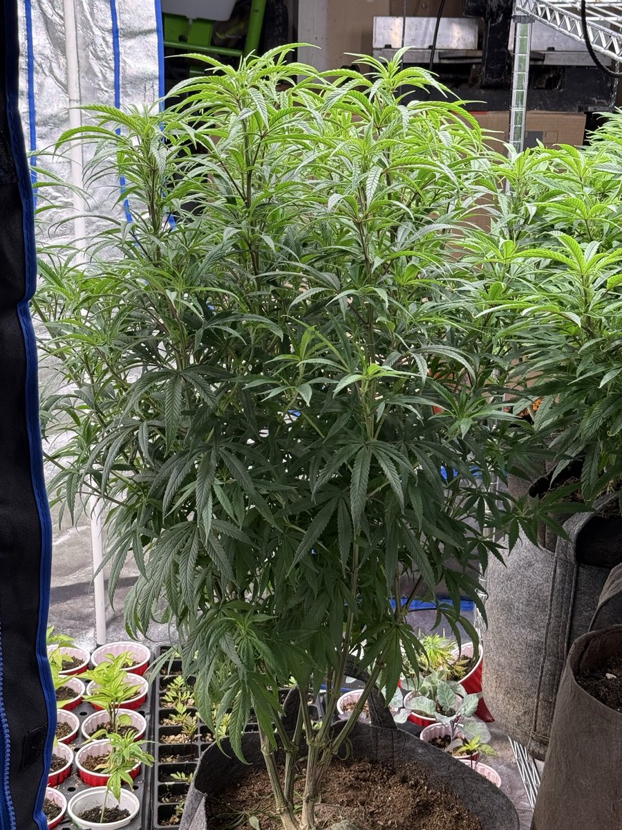 HublyG's tweet image. #420 #PNW #cannabis Girls are anxious to join the outdoor dance, this #haze gonna be the belle of the ball. Signed, Yes, I’m in the state database.