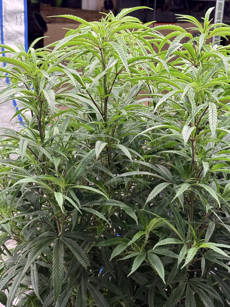 HublyG's tweet image. #420 #PNW #cannabis Girls are anxious to join the outdoor dance, this #haze gonna be the belle of the ball. Signed, Yes, I’m in the state database.