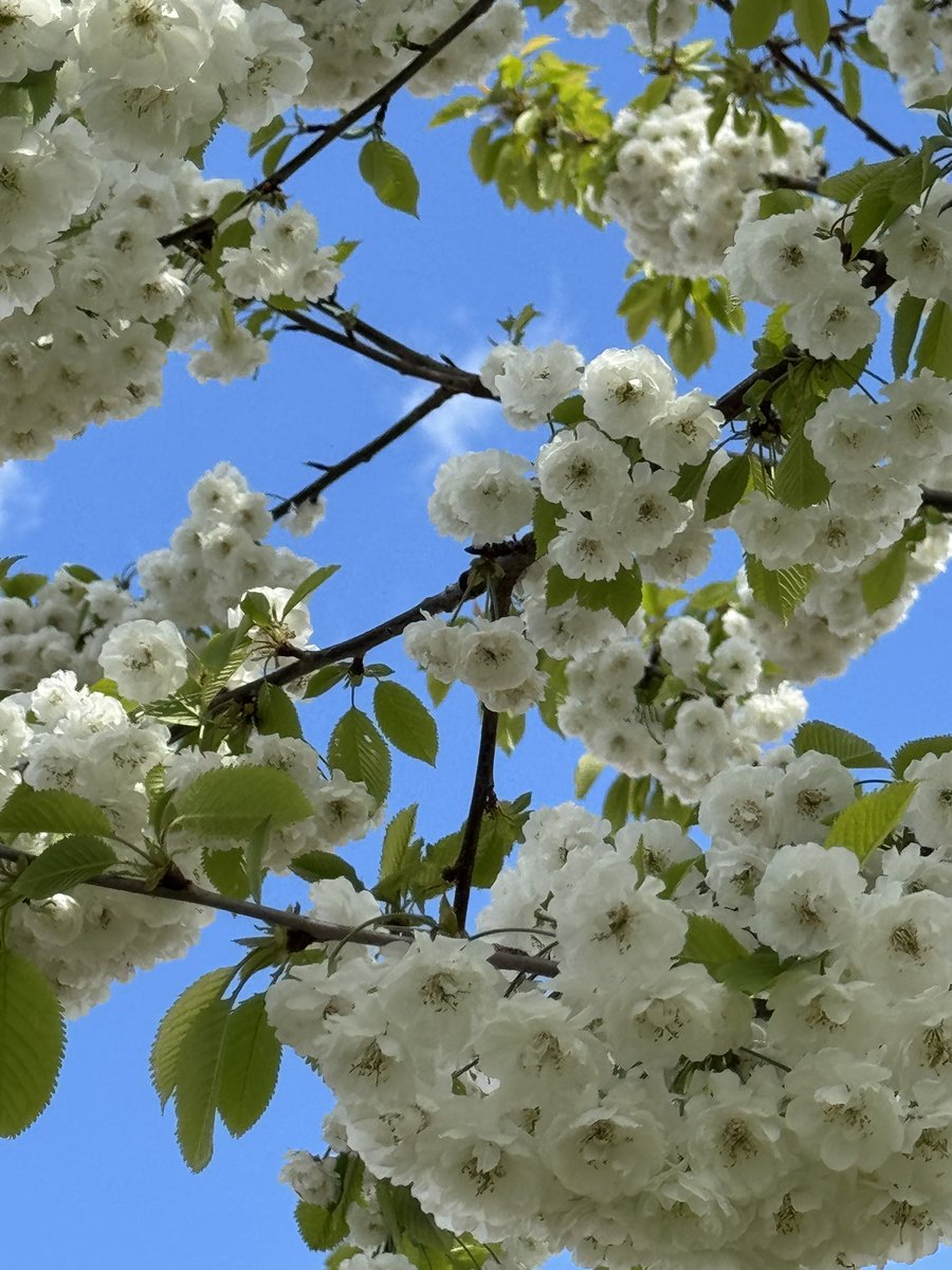 jjmmli's tweet image. Photo Challenge: Look up 

Show us what you see above—sky, trees, architecture, anything.