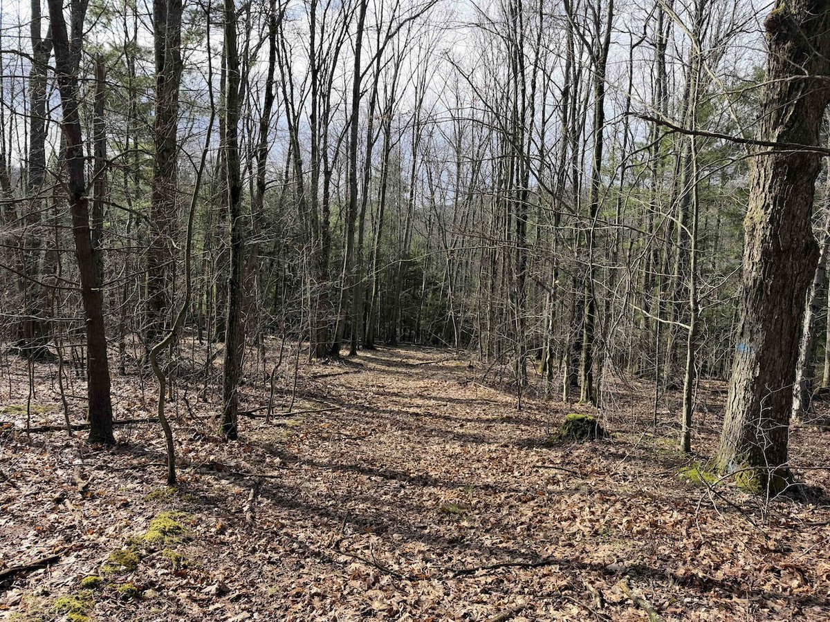 NYLandQuest's tweet image. 42 acres HUNTING LAND with BUILDING SITE in Olean NY.  Build your new home or cabin!  Trails and wildlife sign throughout.  Located on a dead end road.  $124,900.  nylandquest.com/property/lq129… @NYLandQuest #hunting #woods #westernny #nylandforsale