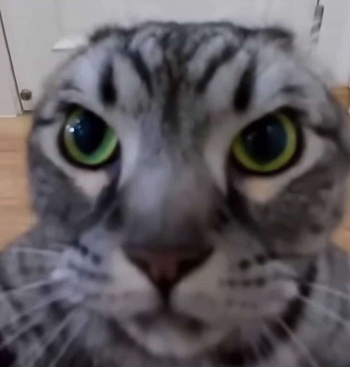 carolina do norte tweet media