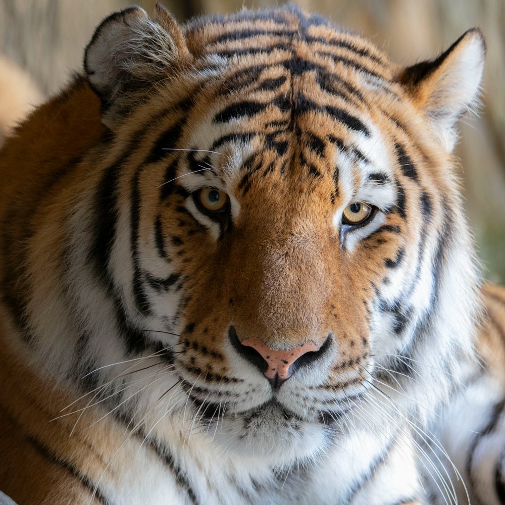 Oregon Zoo tweet media