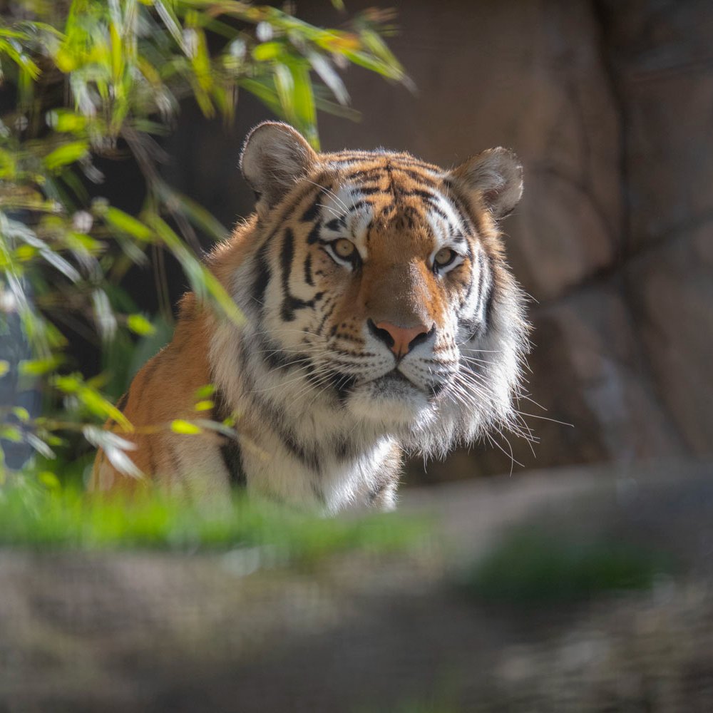 Oregon Zoo tweet media