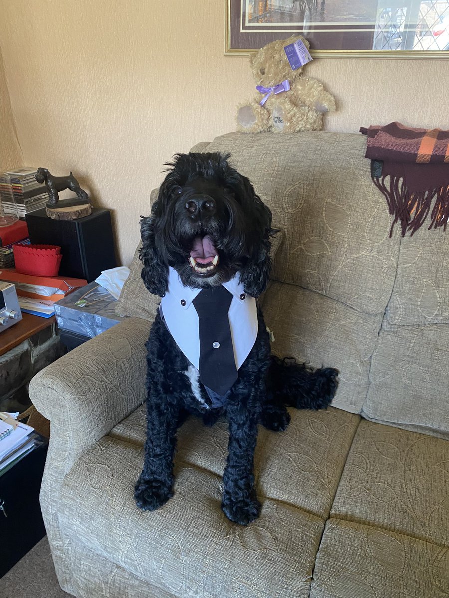 Tracey & Smudge🐶💙 tweet media