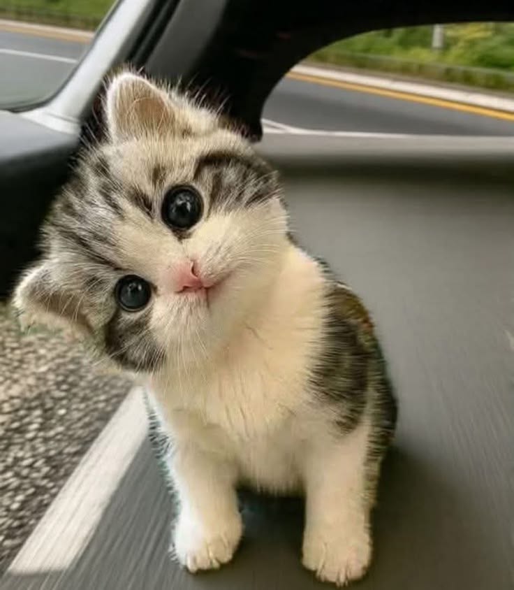 Cats all the way tweet media