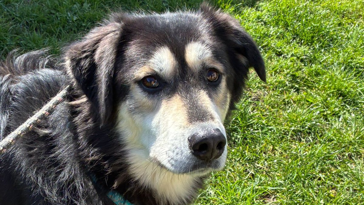 AdoptionsUk's tweet image. Please retweet to help Moss and Cedar find a foster home together #SUSSEX #UK  20 April 2026 
Available for adoption together, brothers ✅
Details or apply below👇
arundawndogrescue.co.uk/thinking-of-fo…
MOSS &amp;amp; CEDAR 💙🐾 - need foster homes! 
These boys are the brothers of Flax, Lumi and River