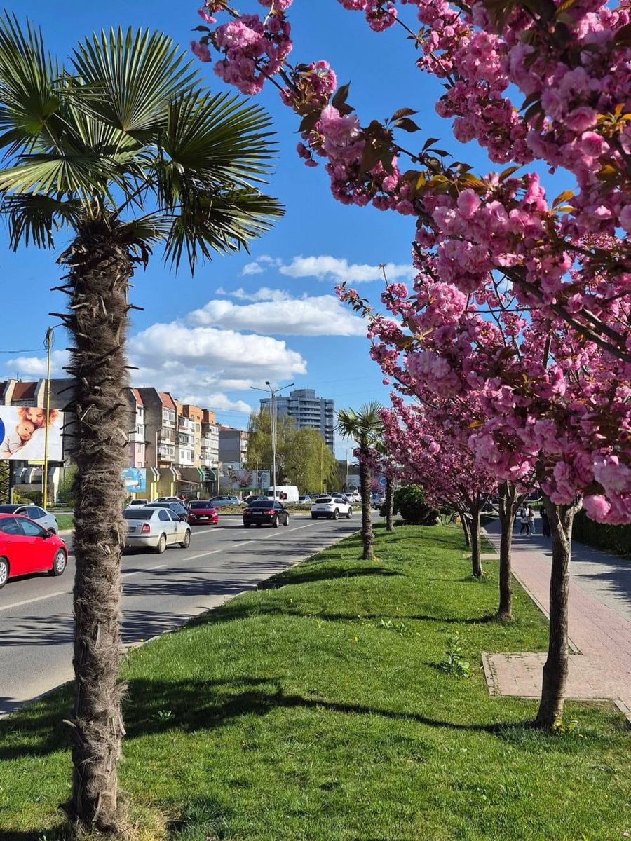 adam12715's tweet photo. 🌴Sakuras and palm trees, Uzhhorod, Subcaprathia, Ukraine, 2026.
#rusyntwi #rusyn #Uzhhorod #city #sakura #urbanism #Ужгород #Пудкарпатя #��акарпаття #сакура https://t.co/tVCnQ6P9jT