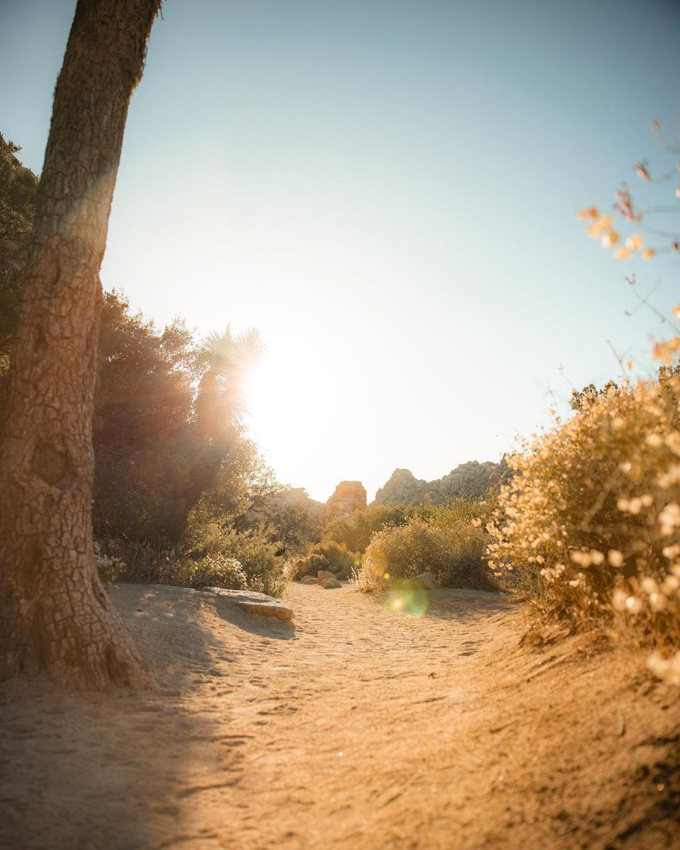 Joshua Tree Coffee tweet media