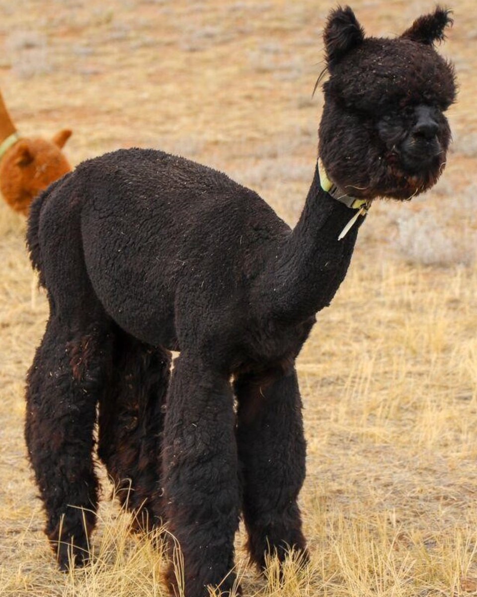 LivestockMkt's tweet image. We're proud to introduce one of our newest ranchers - Red Granite Ranch! 👋🦙

Nestled in Colorado, Red Granite Ranch is known for its high-quality alpaca program, thoughtful breeding practices, and more.

🔗 ow.ly/jIUq50YK4bx

#alpacasforsale #AlpacaLife #RanchLife
