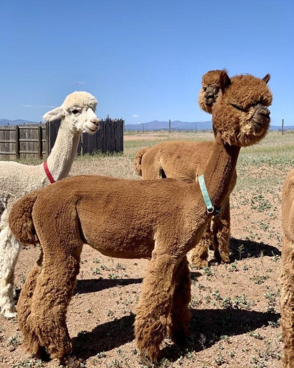 LivestockMkt's tweet image. We're proud to introduce one of our newest ranchers - Red Granite Ranch! 👋🦙

Nestled in Colorado, Red Granite Ranch is known for its high-quality alpaca program, thoughtful breeding practices, and more.

🔗 ow.ly/jIUq50YK4bx

#alpacasforsale #AlpacaLife #RanchLife