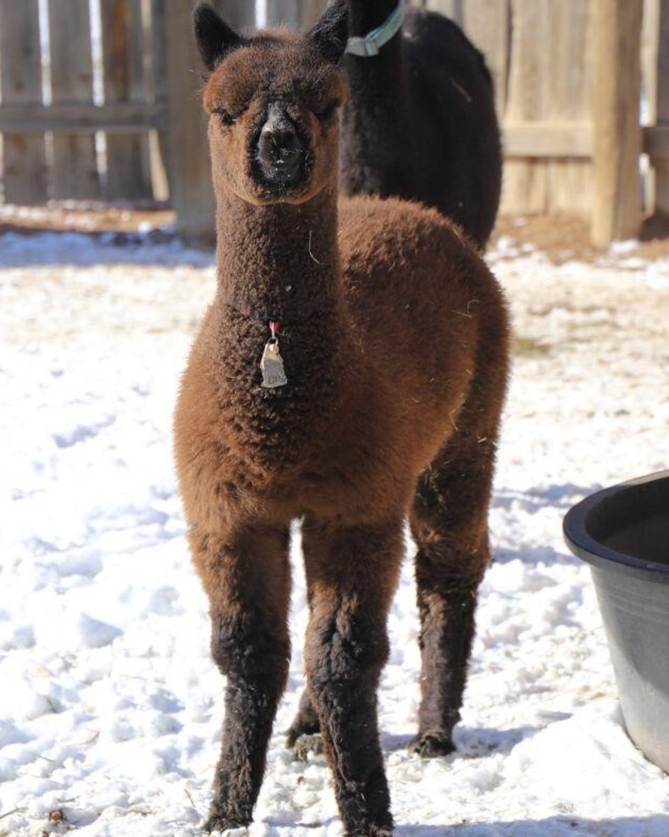 LivestockMkt's tweet image. We're proud to introduce one of our newest ranchers - Red Granite Ranch! 👋🦙

Nestled in Colorado, Red Granite Ranch is known for its high-quality alpaca program, thoughtful breeding practices, and more.

🔗 ow.ly/jIUq50YK4bx

#alpacasforsale #AlpacaLife #RanchLife
