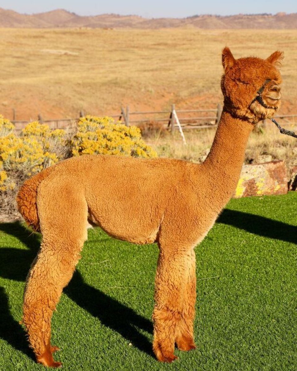 LivestockMkt's tweet image. We're proud to introduce one of our newest ranchers - Red Granite Ranch! 👋🦙

Nestled in Colorado, Red Granite Ranch is known for its high-quality alpaca program, thoughtful breeding practices, and more.

🔗 ow.ly/jIUq50YK4bx

#alpacasforsale #AlpacaLife #RanchLife