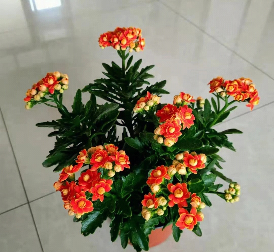 Sharon Chapman tweet media