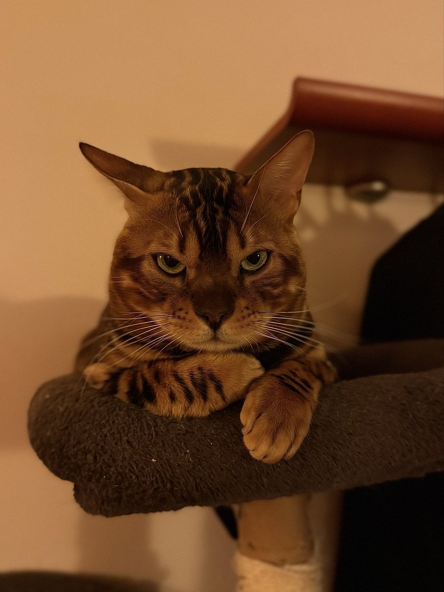 тиш 🇷🇺 tweet media