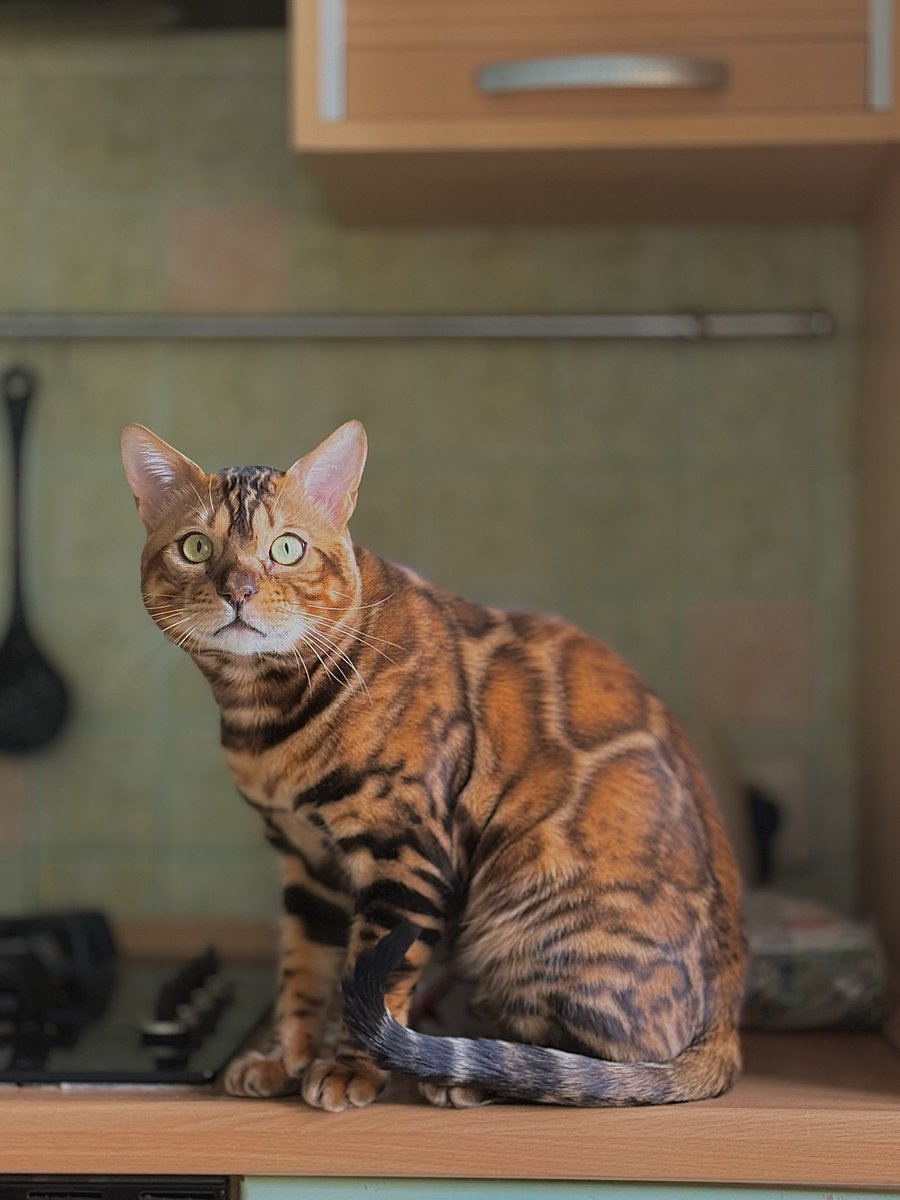 тиш 🇷🇺 tweet media