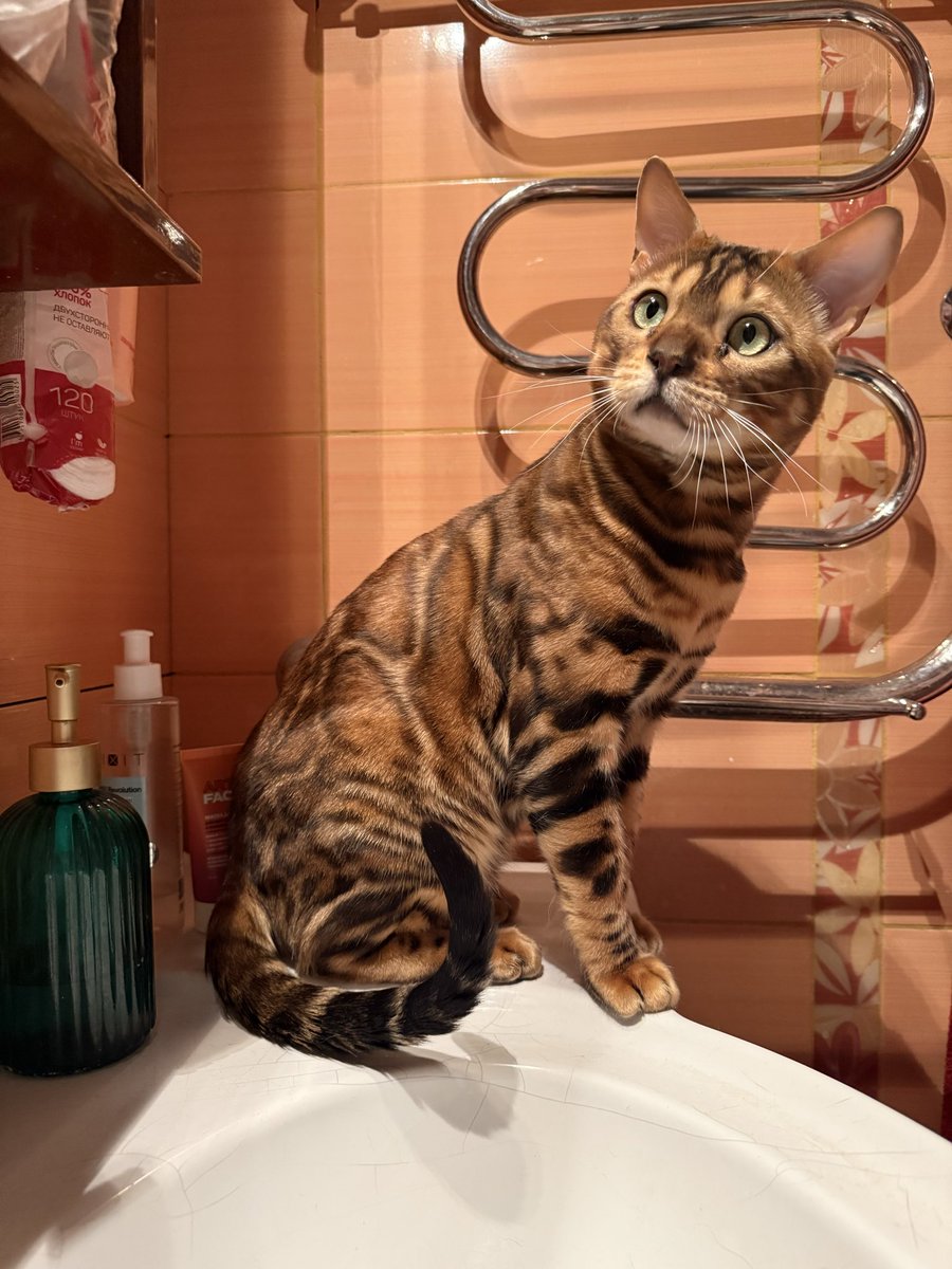 тиш 🇷🇺 tweet media