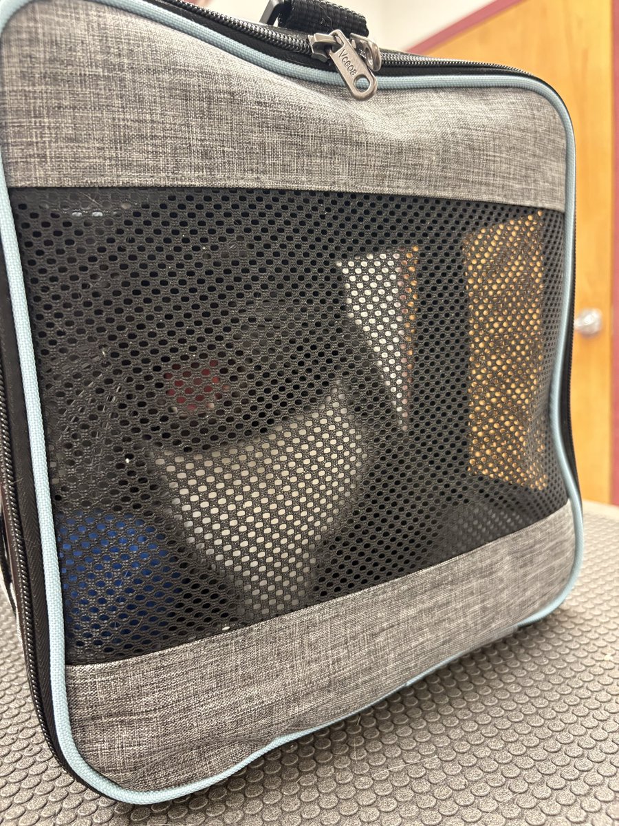 Anya & Skittle, Cat Lady & Her Cat tweet media