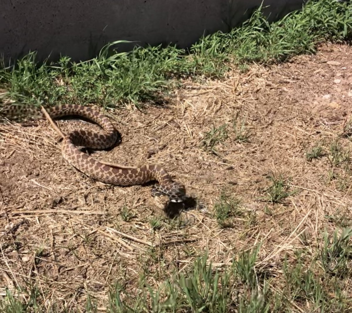RattlesnakeMeat's tweet image. Ranch Reality Monday—1/2

Snakes are out and about. This one was sunning next to the working chutes when we came upon each other. 

Finally had a good rain (but need a good bit more). 

A hat in a bag blew (dropped?) to the door step. 

#ranch #life
