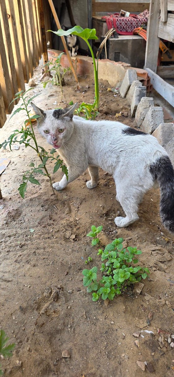 helpAnimalXxx's tweet photo. Two days ago, I told you the food was running out…
Today, these little ones are the ones speaking. 💔🐈🐈‍⬛
“We tried to be patient…
we tried not to ask…
but hunger doesn’t wait.”
Their eyes are not just looking at me…
they are waiting for you.
Only two days left before everything runs out.
After that… I don’t know how to face them.
If their small voices reach your heart,
please don’t leave them unanswered.
💰 https://t.co/29ODl54J0d
To every kind heart standing with us… thank you beyond words. 🤍
May safety, mercy, and peace find their way to every soul in this world. 🕊️