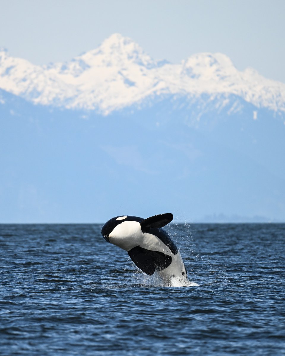 Pacific Whale Watch Association 🐳 tweet media