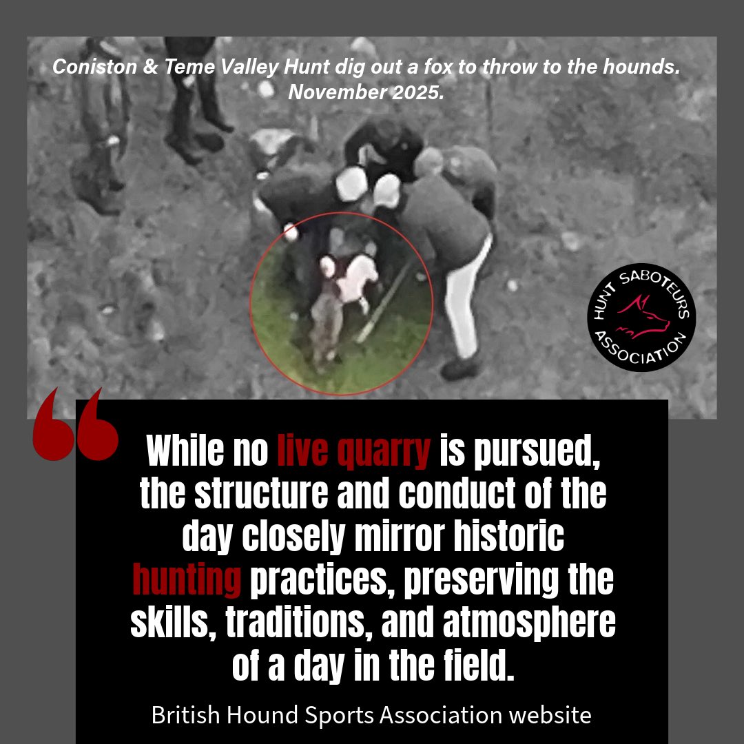 The Teme Valley Hunt, which is now under police investigation for digging out and throwing this fox to hounds to be ripped apart, is still being supported by the “sports” so-called “governing body”, The British Hound Sports Association - who are currently and actively recruiting