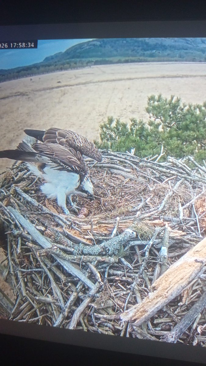 tinybee36's tweet photo. @Foulshaw2 Egg number 2 whoop whoop #justkeeplaying https://t.co/pUWUuCKuX4