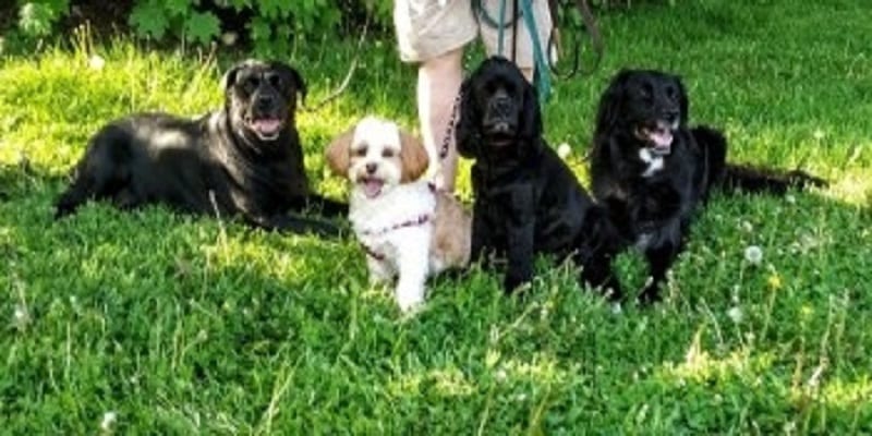 DebbieDoglady's tweet image. DOGS GONE WILD! #FunInTheSun #ReviveOldPost #FromTheArchives of @DebbieDoglady wp.me/p34zBB-9d8 #dogladysden