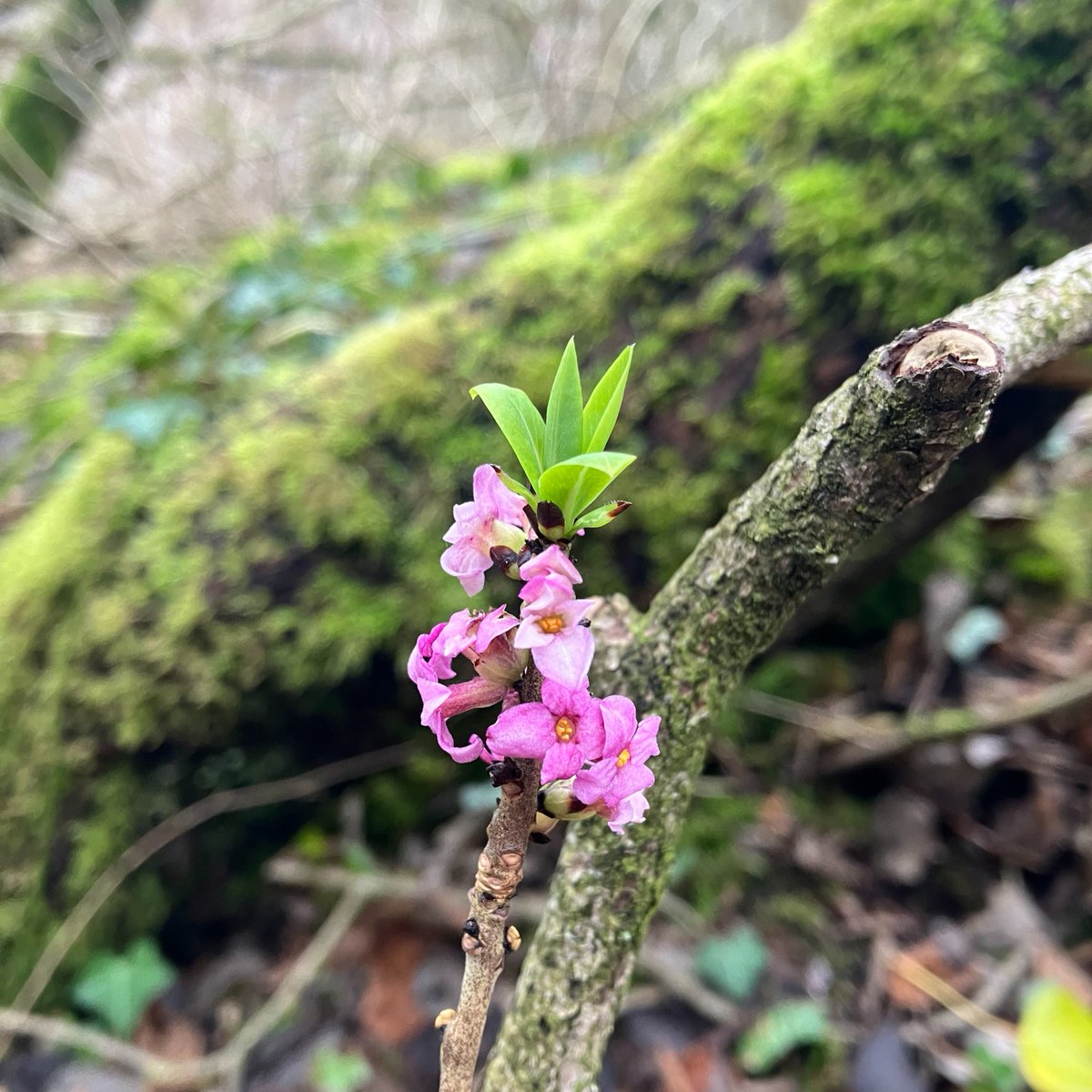 LIFEintheRavines tweet media