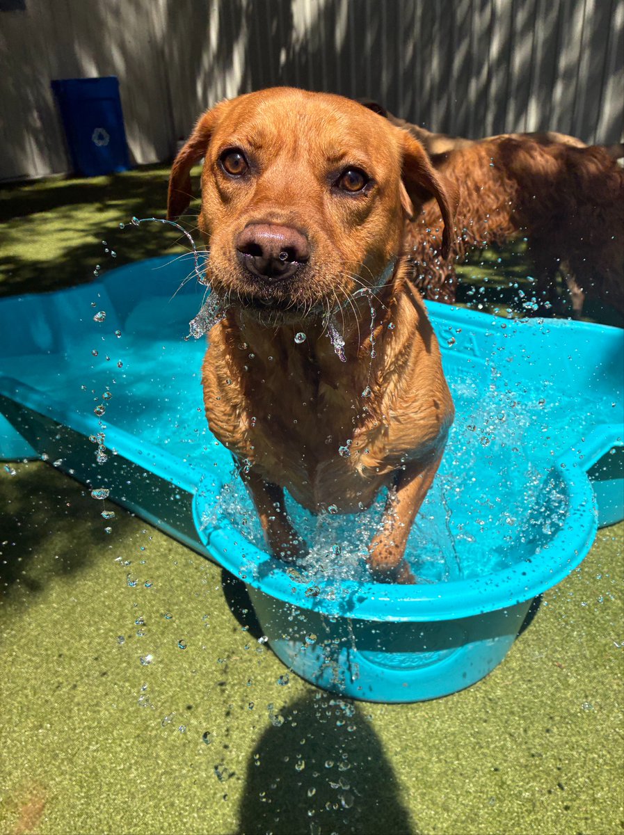 metro_plano's tweet photo. 3...2...1... Takeoff!!!!🚀
#DallasTexas #DogDaycareDallas #DogsOfDallas https://t.co/qaLOQwzIKB