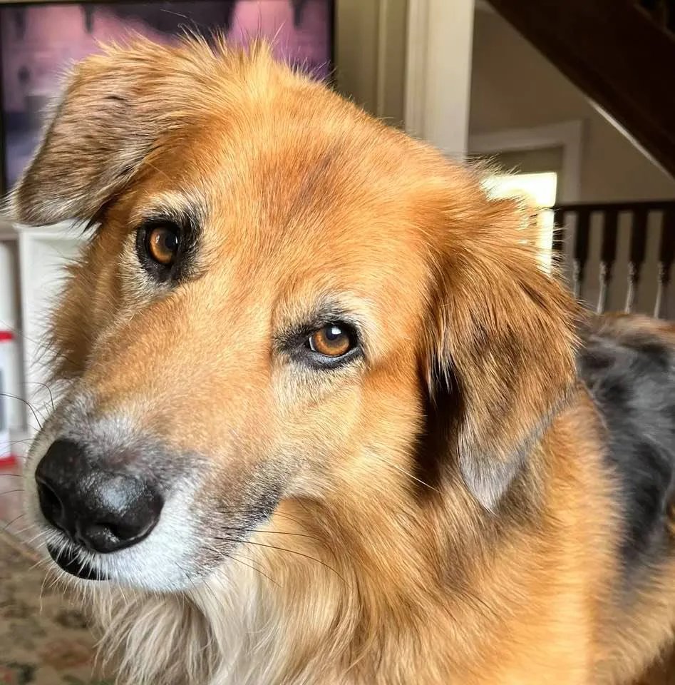 veggieto's tweet image. Please help save this sweet pup’s life 🐾 He needs urgent surgery, and every donation, no matter how small, makes a difference. If you can’t give, sharing helps just as much. ❤️ gofund.me/5756de20c
#DogsofTwitter #BorderCollies #gofundme