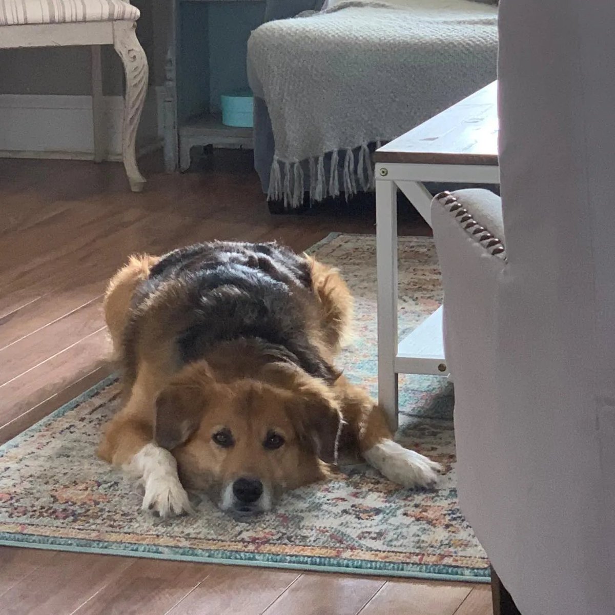 veggieto's tweet image. Please help save this sweet pup’s life 🐾 He needs urgent surgery, and every donation, no matter how small, makes a difference. If you can’t give, sharing helps just as much. ❤️ gofund.me/5756de20c
#DogsofTwitter #BorderCollies #gofundme