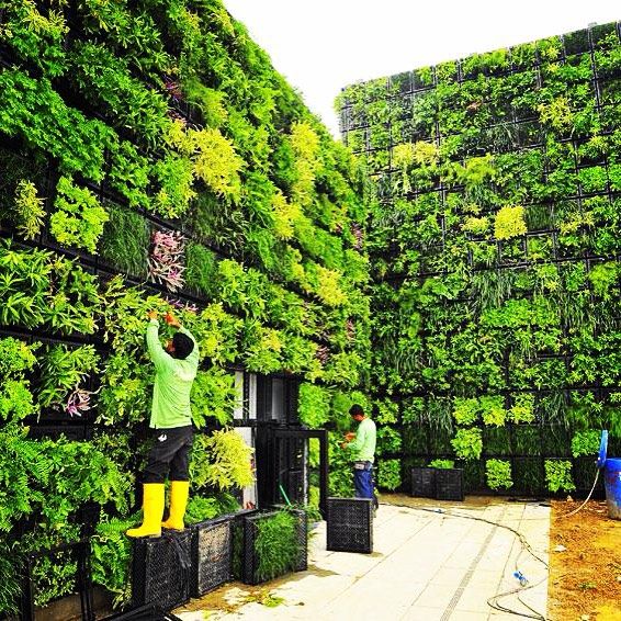 YitzokBenYosef's tweet image. @WilkowMajority 

well, some food comes from your neighbor's garden!! 

other foods come from #urbanfarming #opportunityzones..... #verticalfarming..... 

#MayorJihad could spend the $30M much better on INNER CITY FARMING!!!!!!!