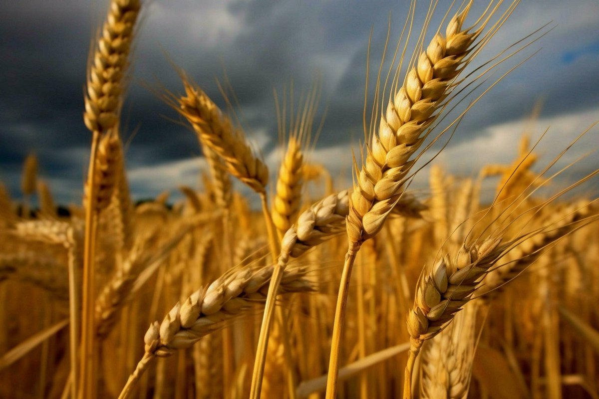 The Union government has cleared an additional 2.5 million metric tonnes of wheat shipments to support farmgate prices and manage surplus stocks.